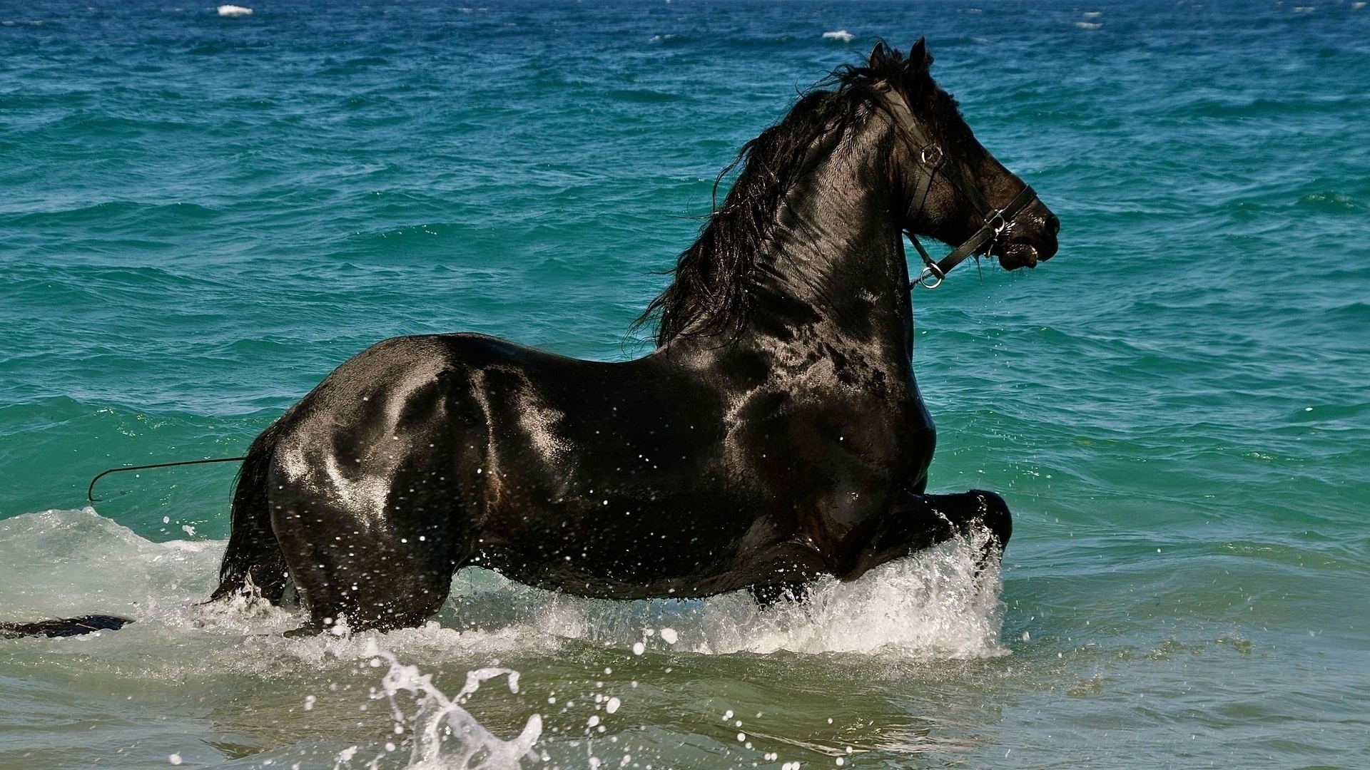 Black Horse background wallpaper