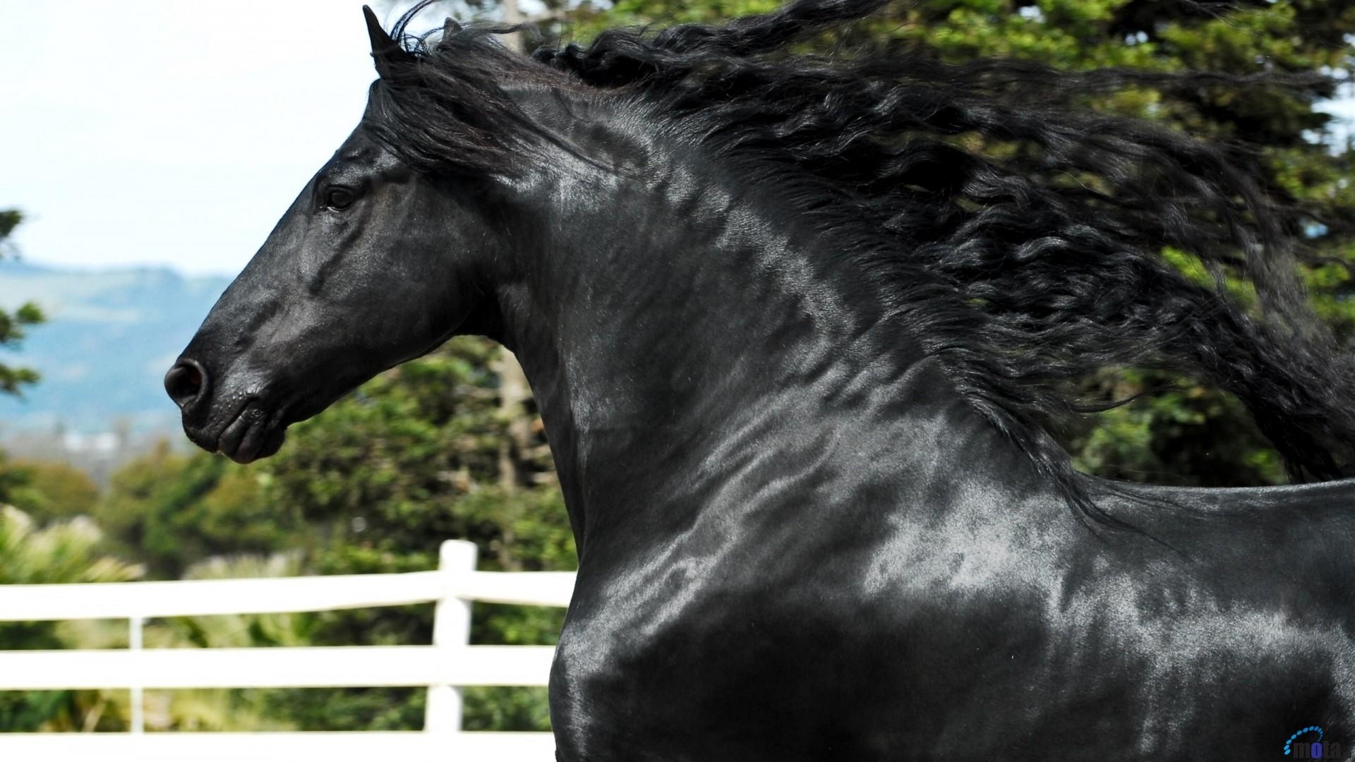 Black Horse best picture