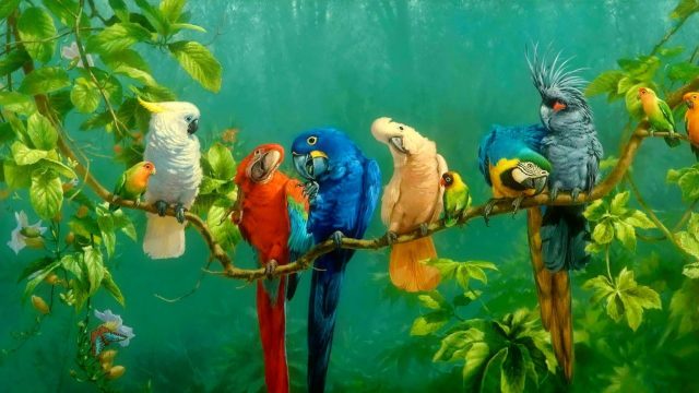 15 Colorful Bird Wallpapers - Wallpaperboat