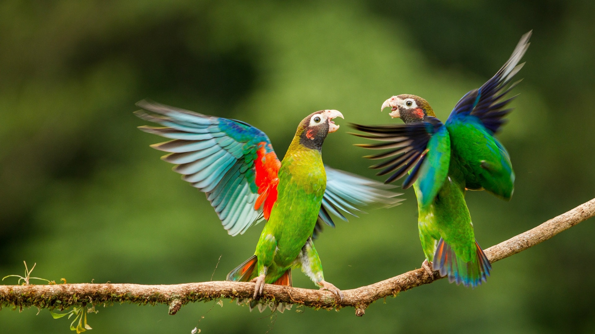 Colorful Bird free photo
