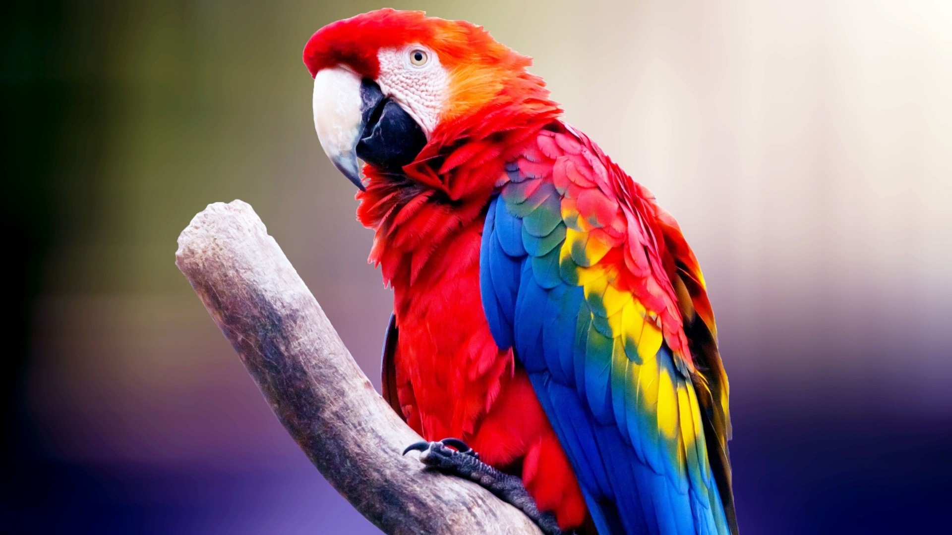 Colorful Bird wallpaper hd