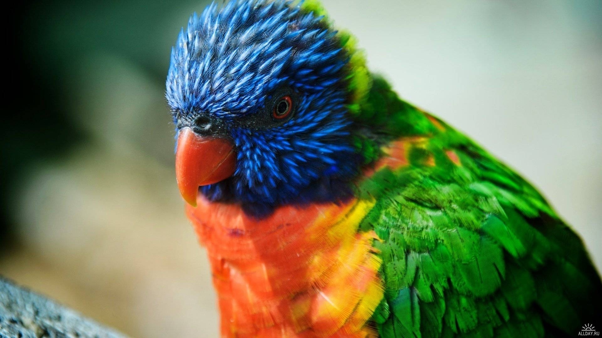 Colorful Bird desktop wallpaper free download