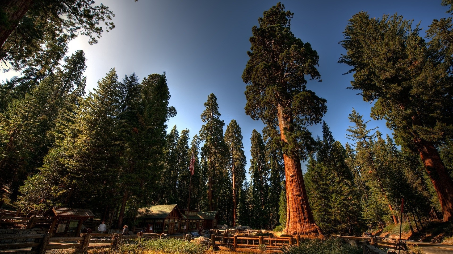 Redwood Trees 1080p wallpaper