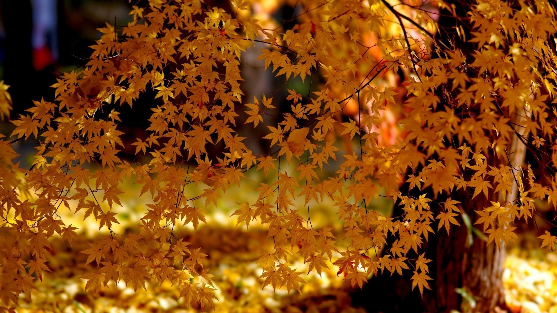 Autumn hd background