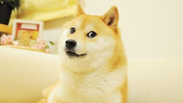 Doge Meme background wallpaper