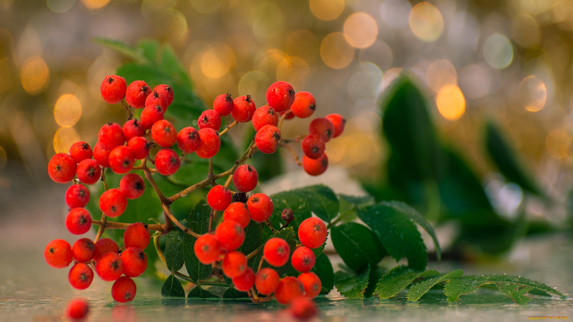 Berries On A Branch free wallpaper