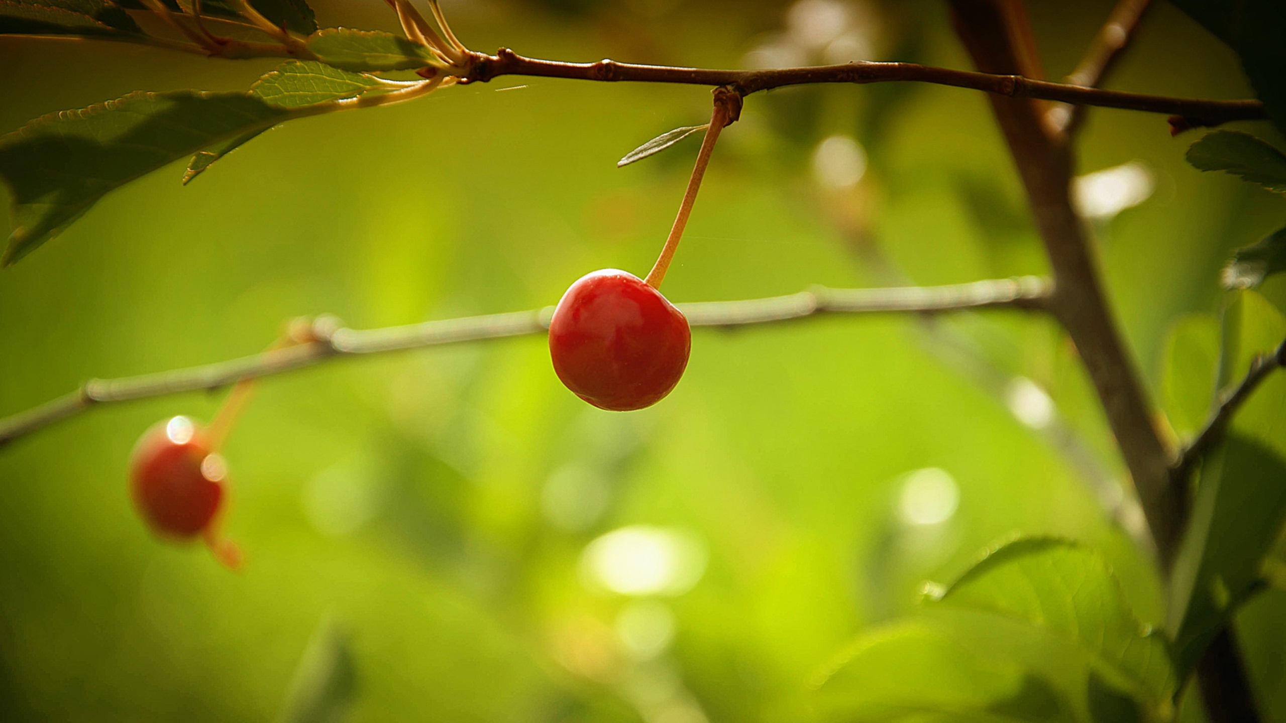 Berries On A Branch pc wallpaper