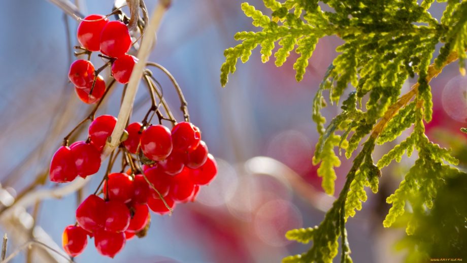 17 Berries on a Branch Wallpapers - Wallpaperboat