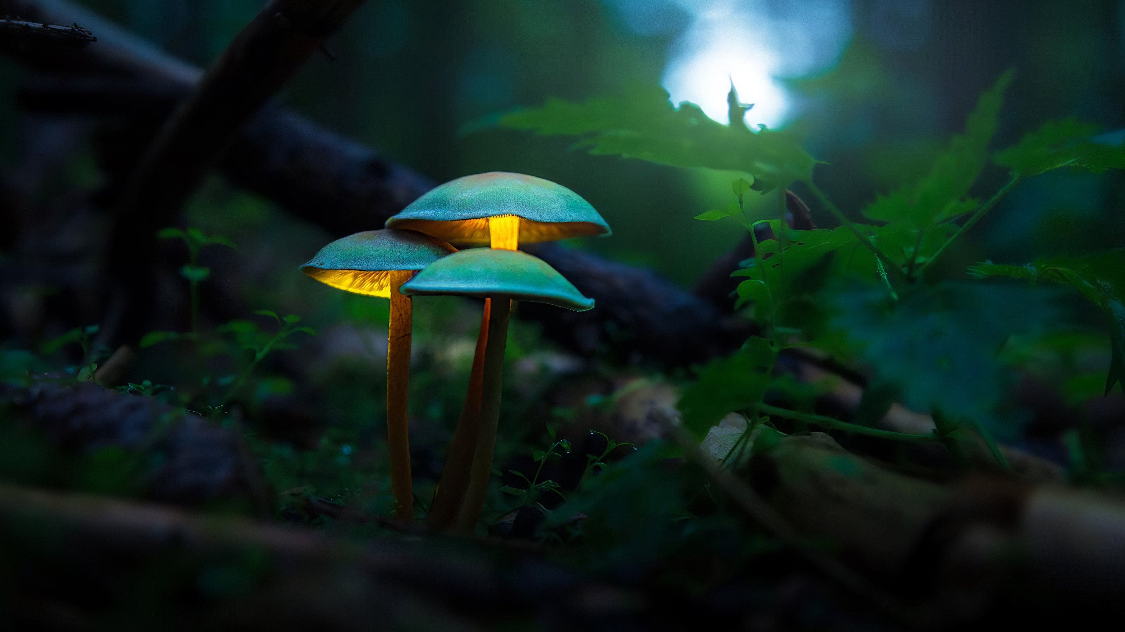 Macro Mushrooms best picture