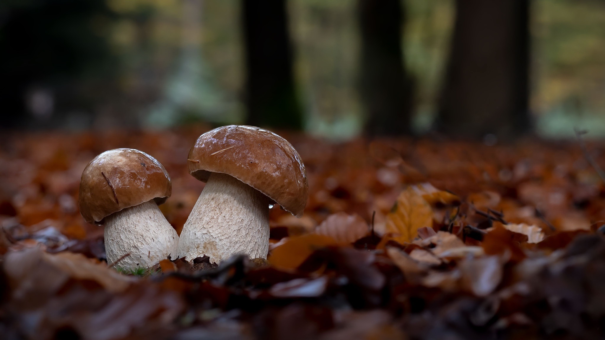 Macro Mushrooms desktop background