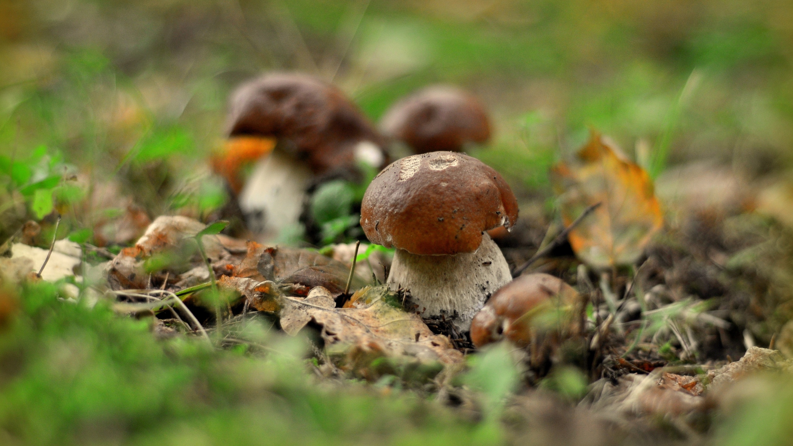 Macro Mushrooms free background