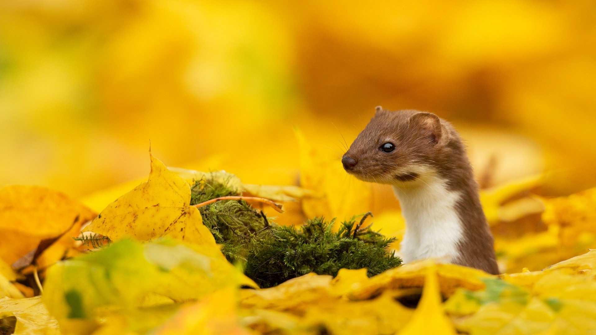 Animal In Autumn background wallpaper
