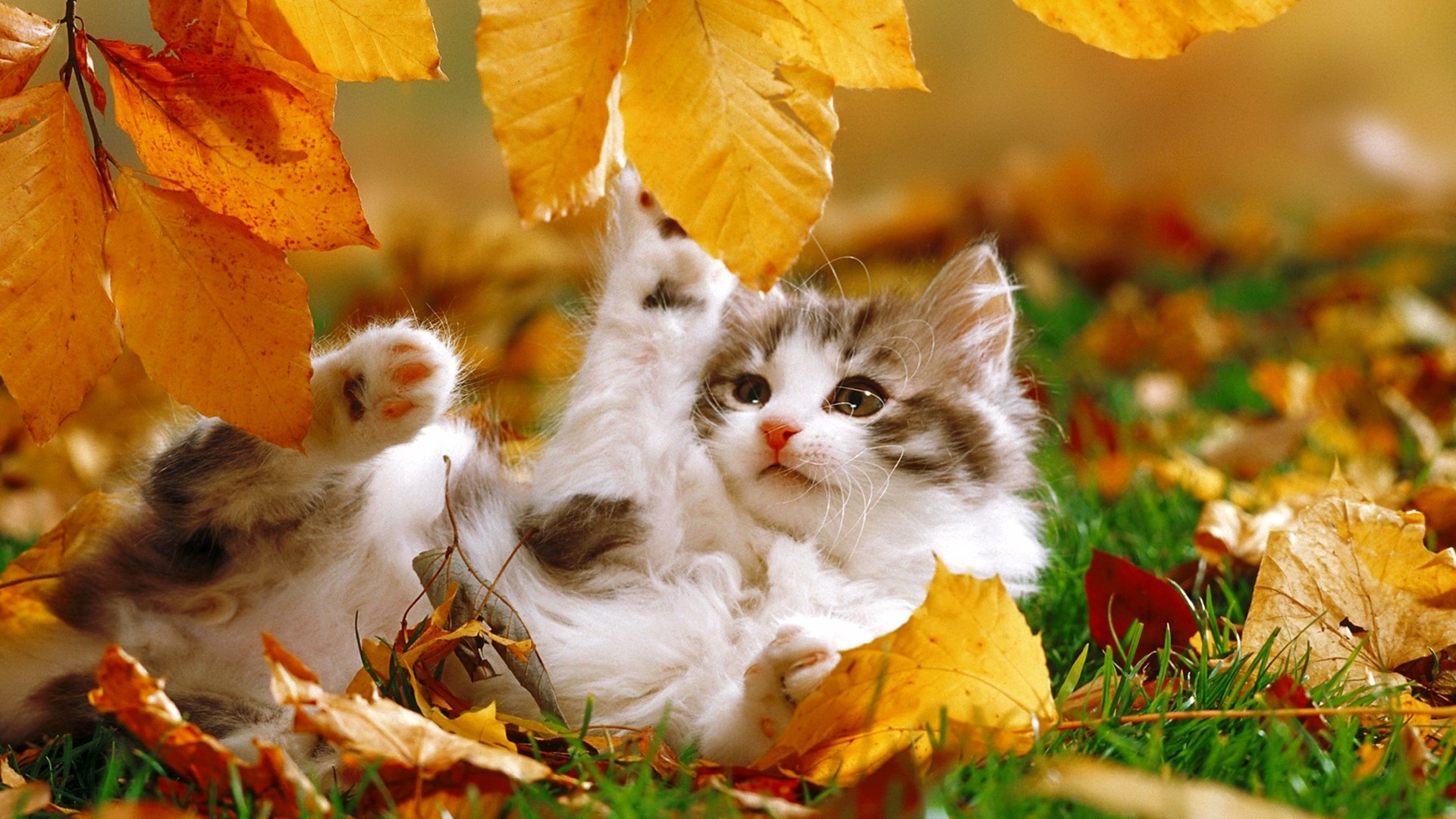 Animal In Autumn background wallpaper