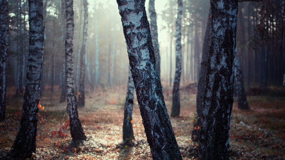 nature tree fog 