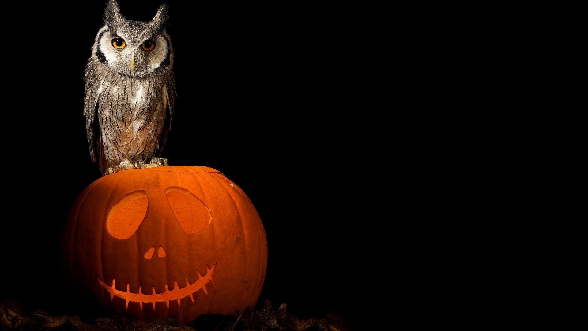 Halloween Owl background picture