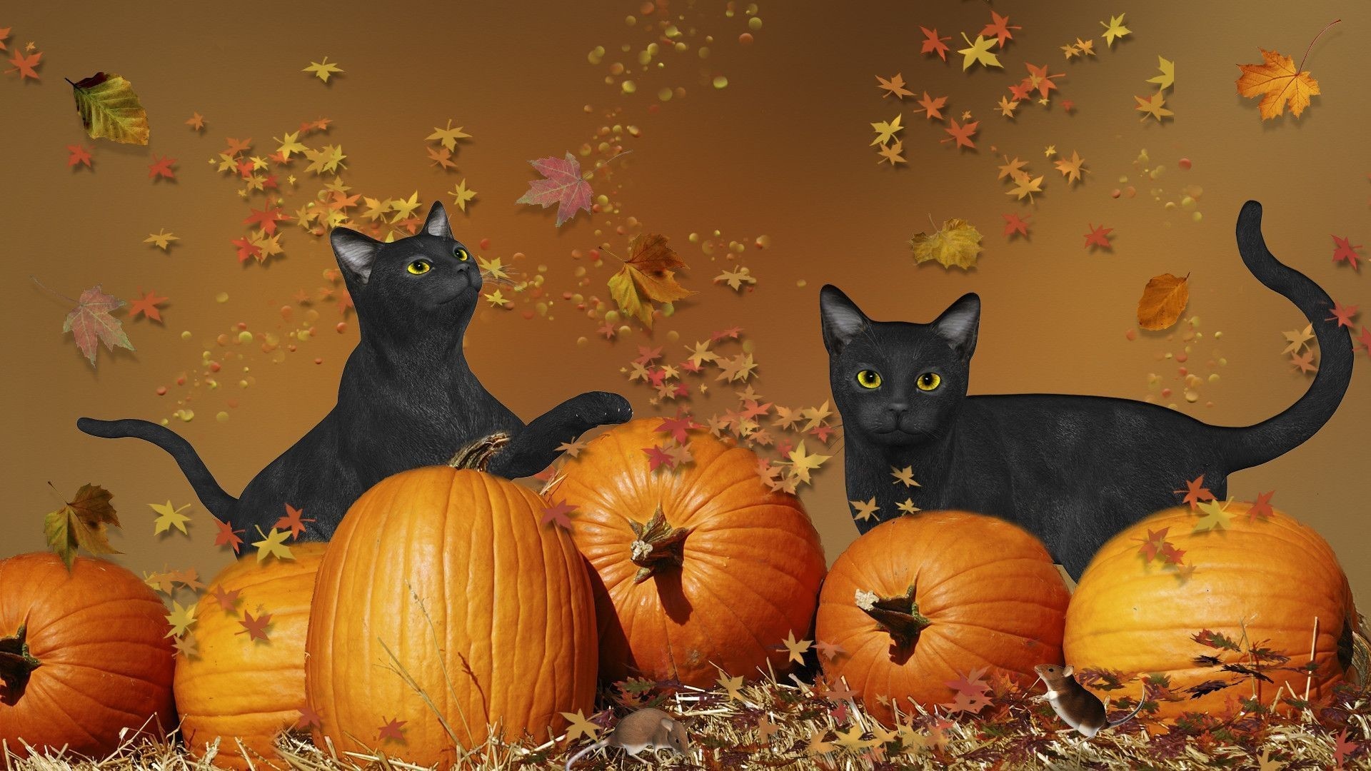Halloween Cat laptop wallpaper