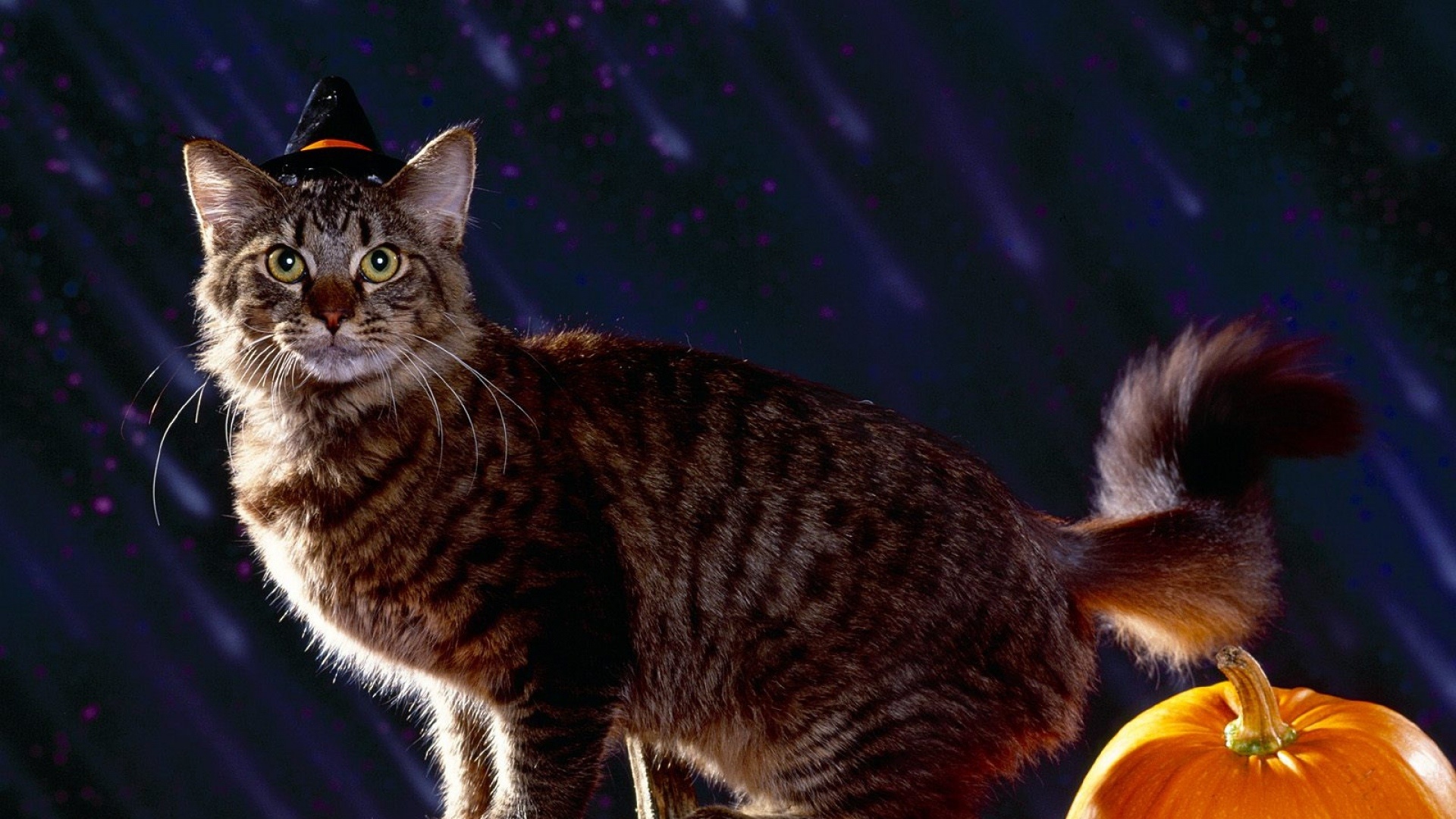 Halloween Cat cool background