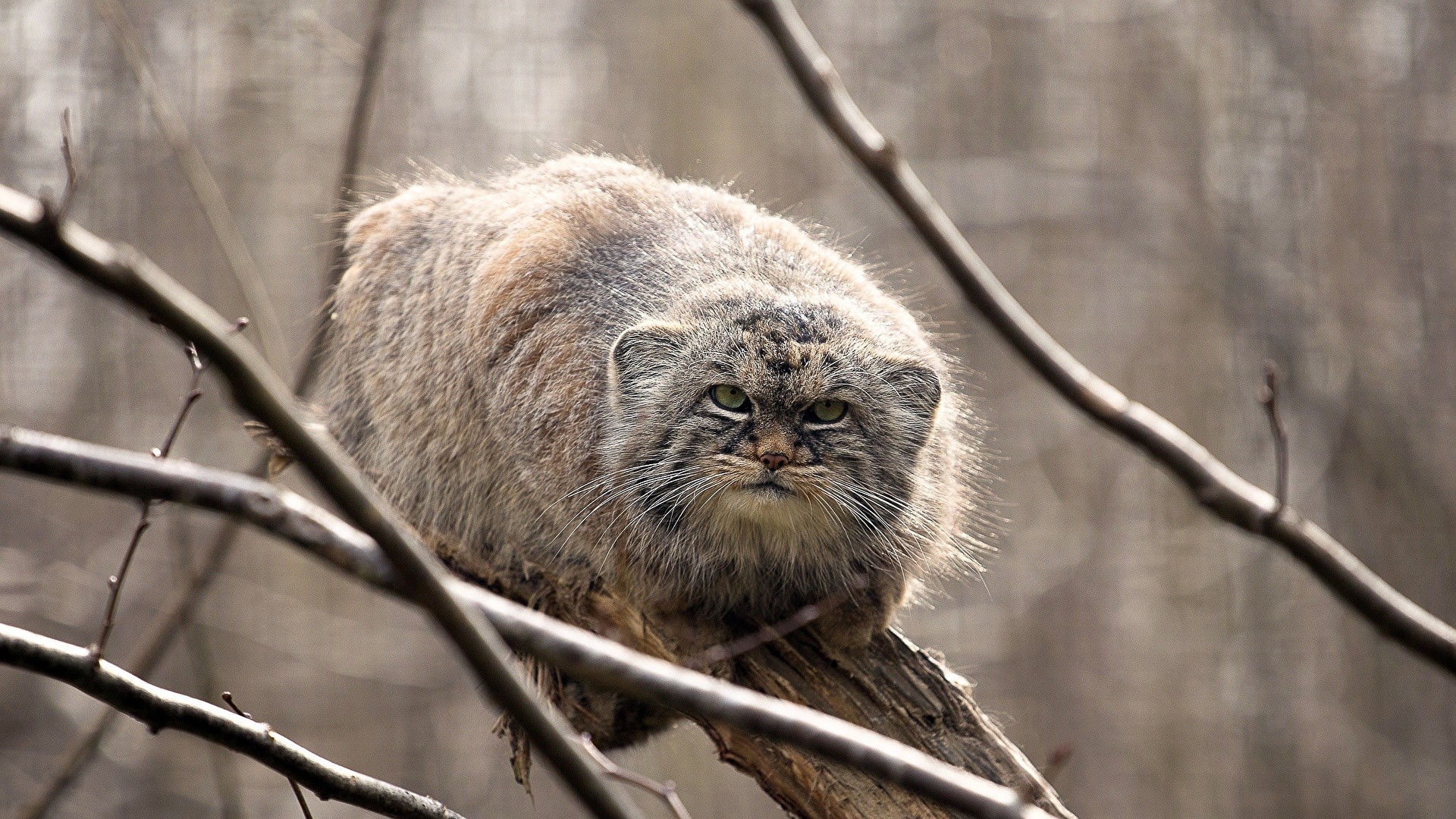 Manul background picture