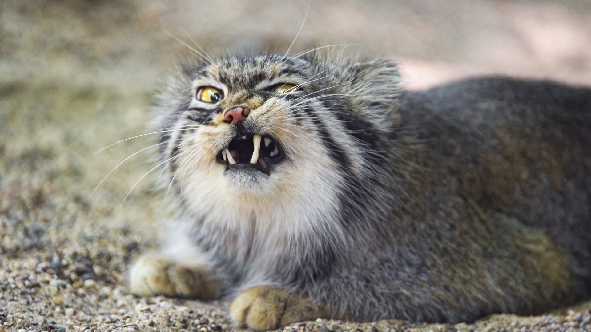 Manul free picture