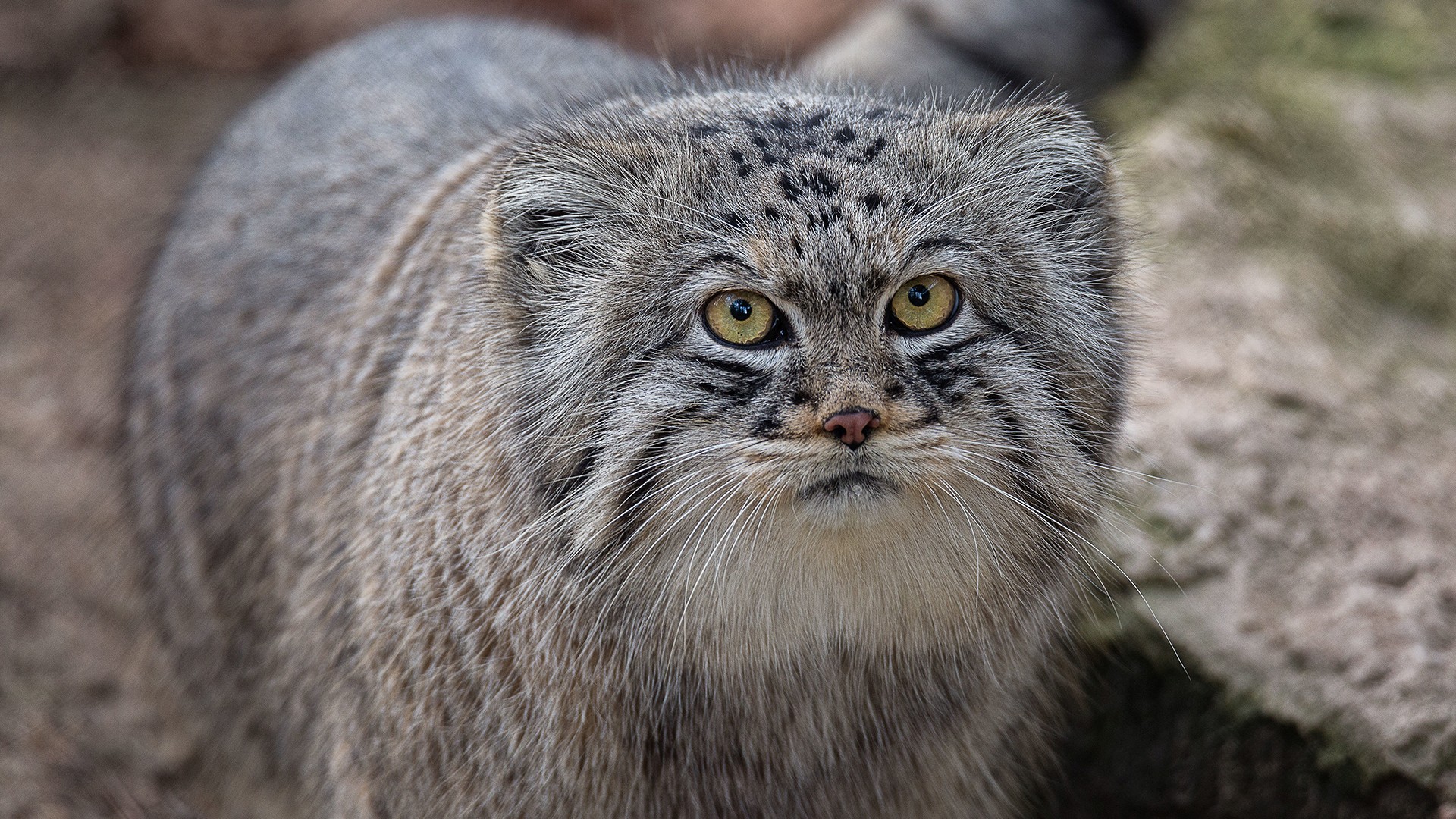 Manul cool background