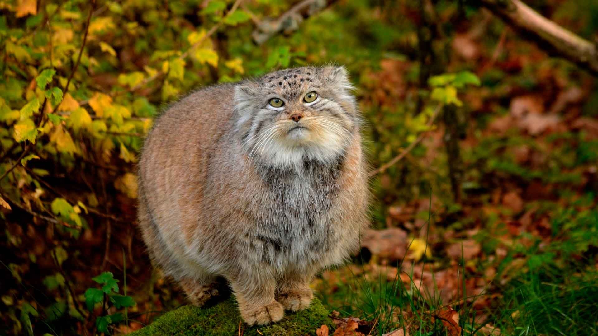 Manul best picture