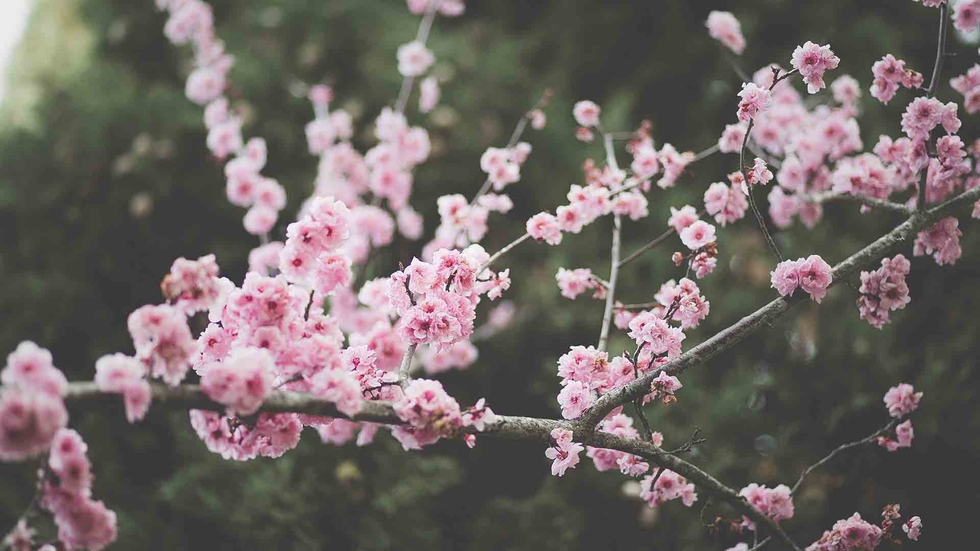 Aesthetic Spring background picture