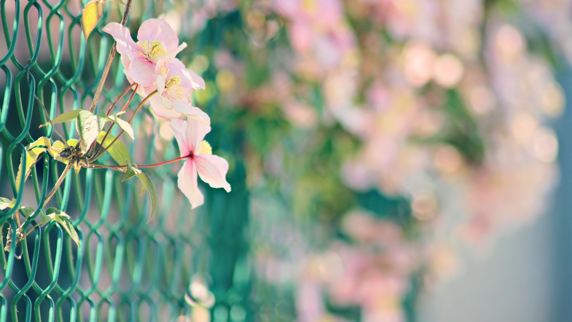 Aesthetic Spring cool background