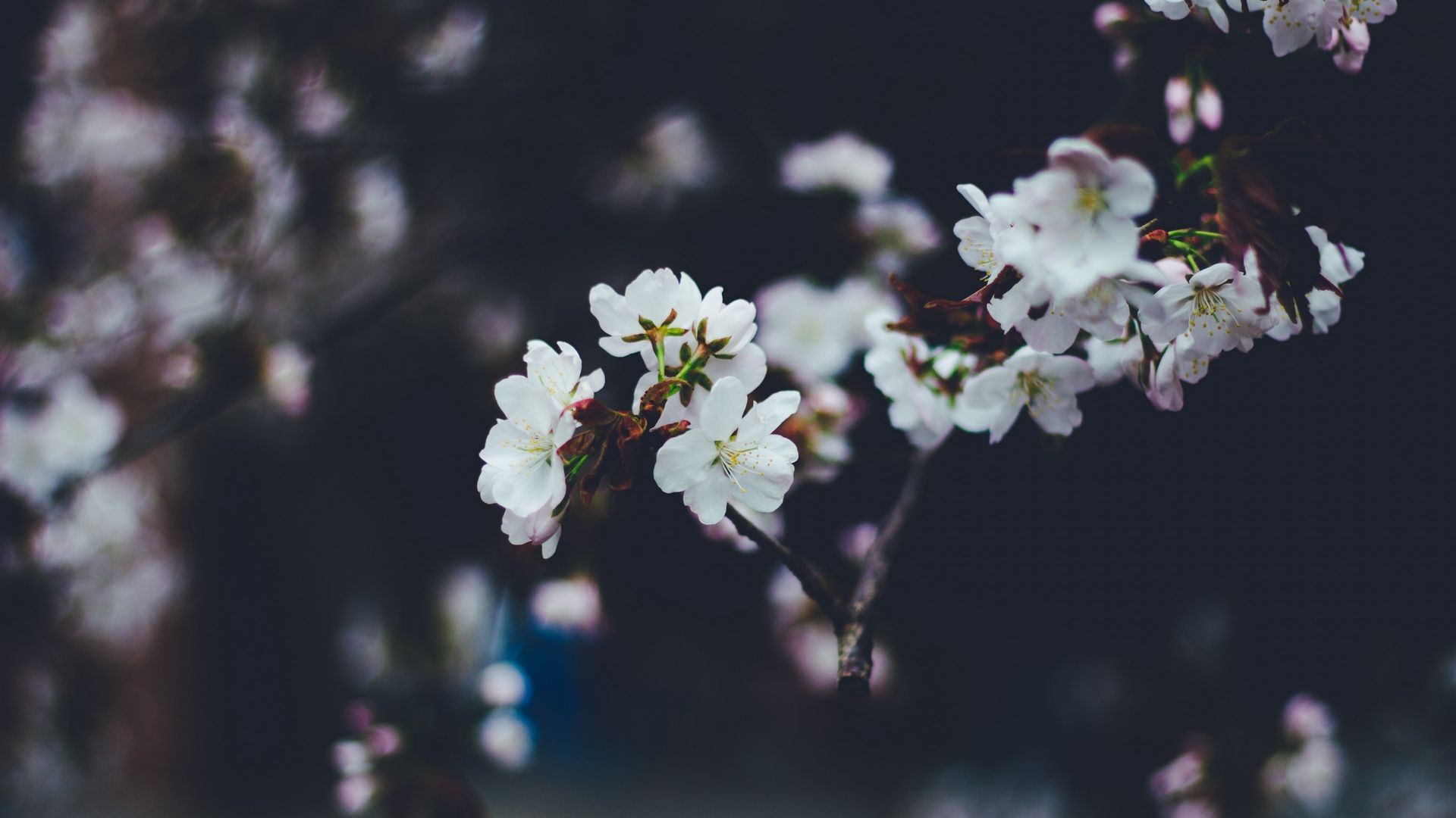 Aesthetic Spring free background