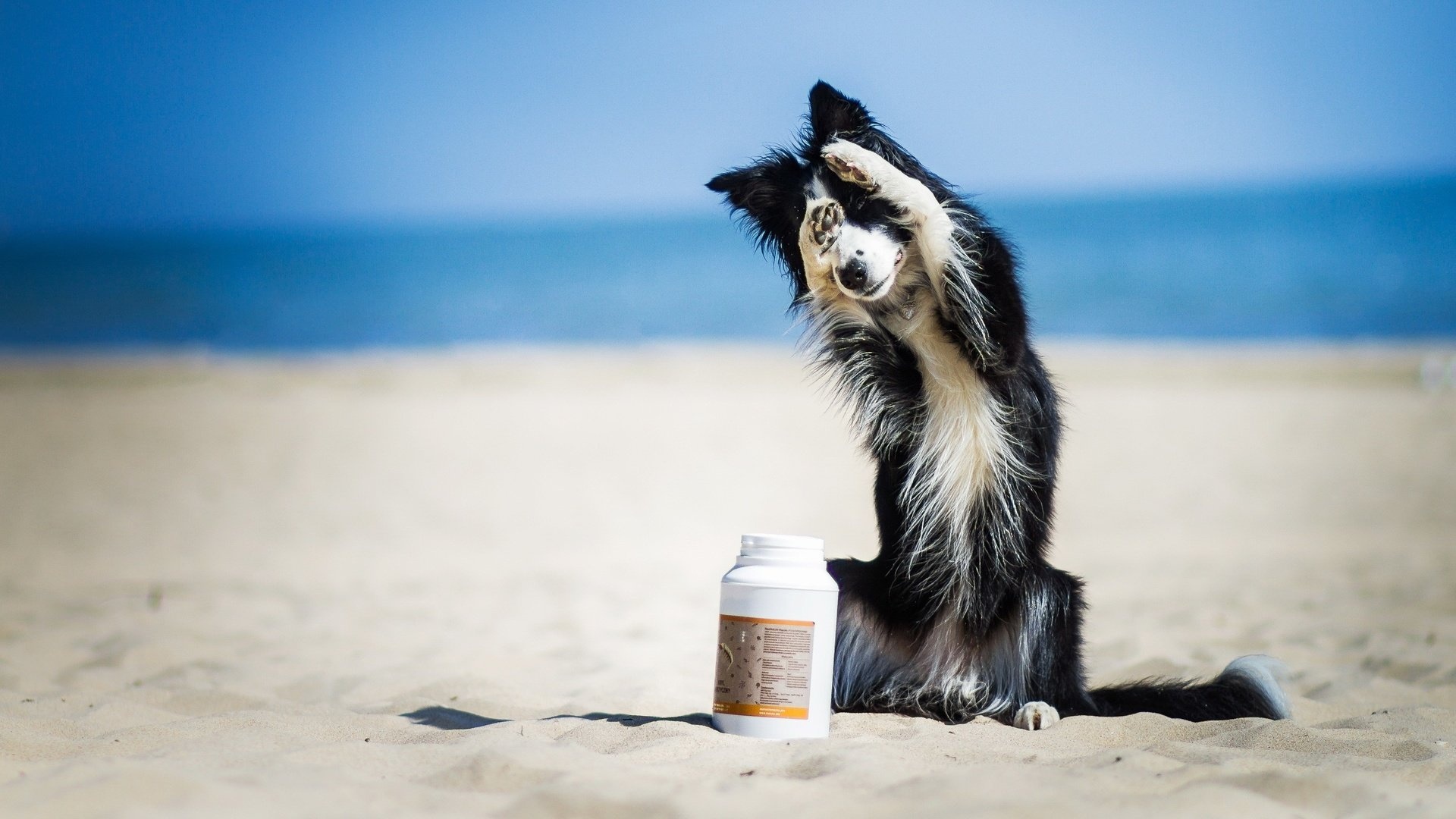 Dog On The Beach desktop wallpaper