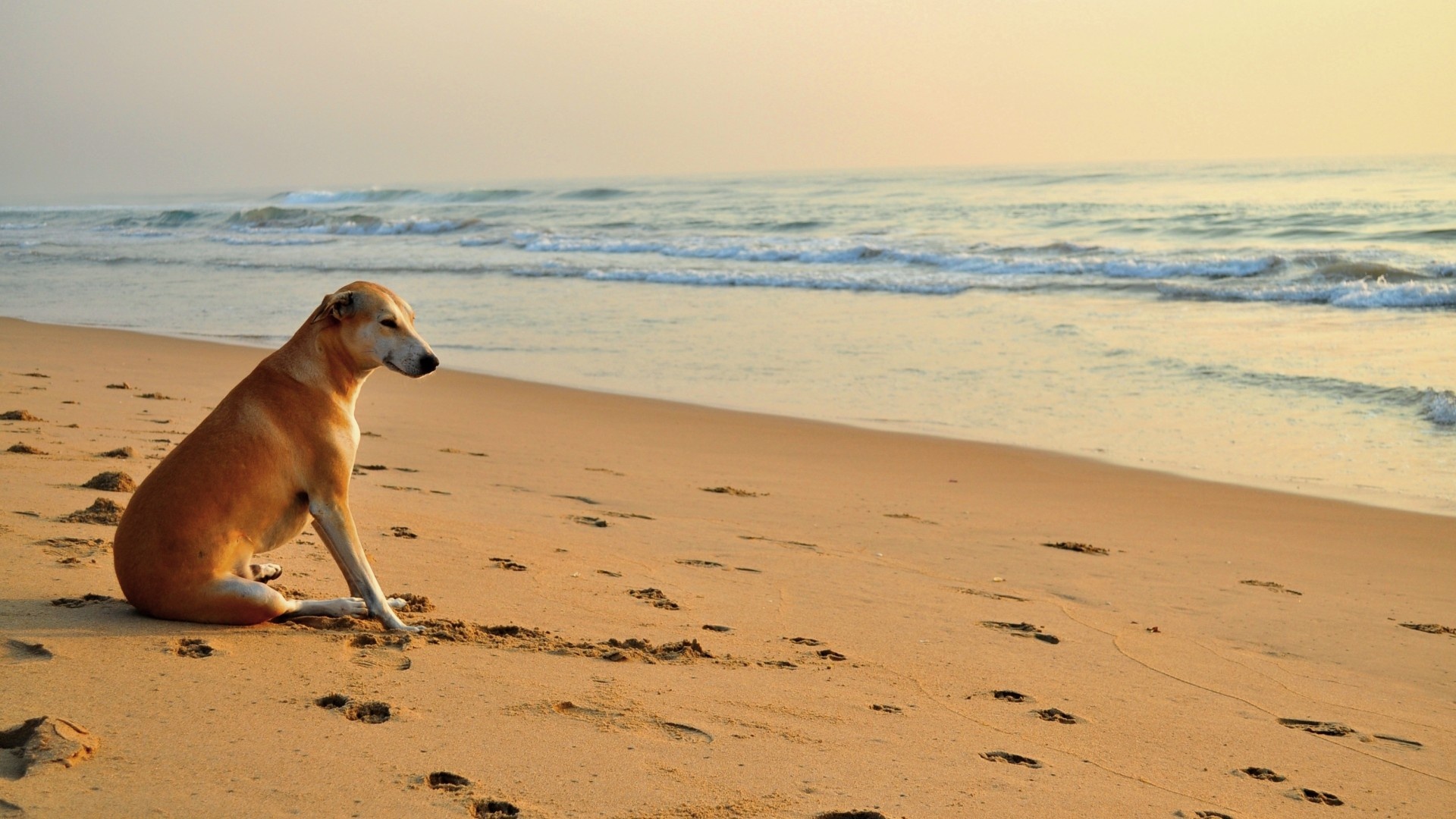Dog On The Beach free wallpaper