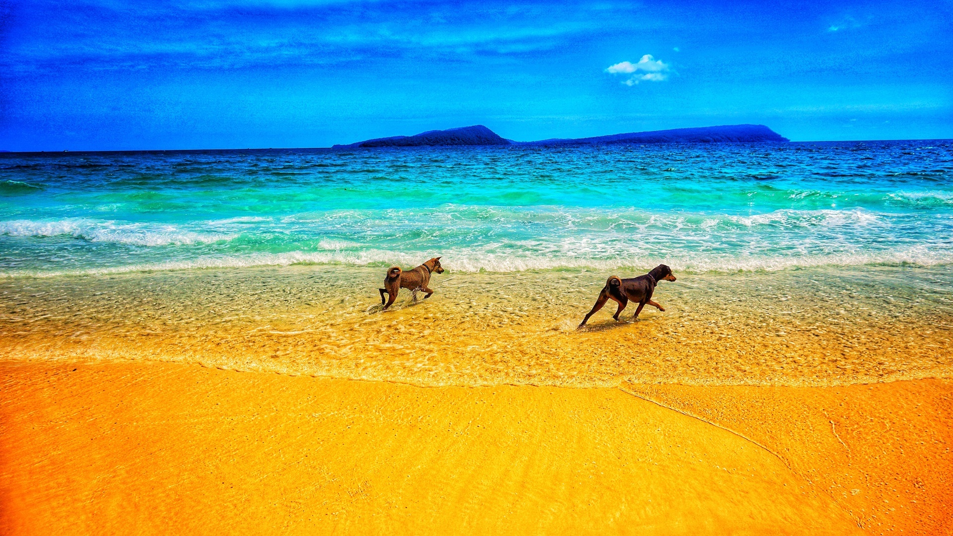 Dog On The Beach desktop background