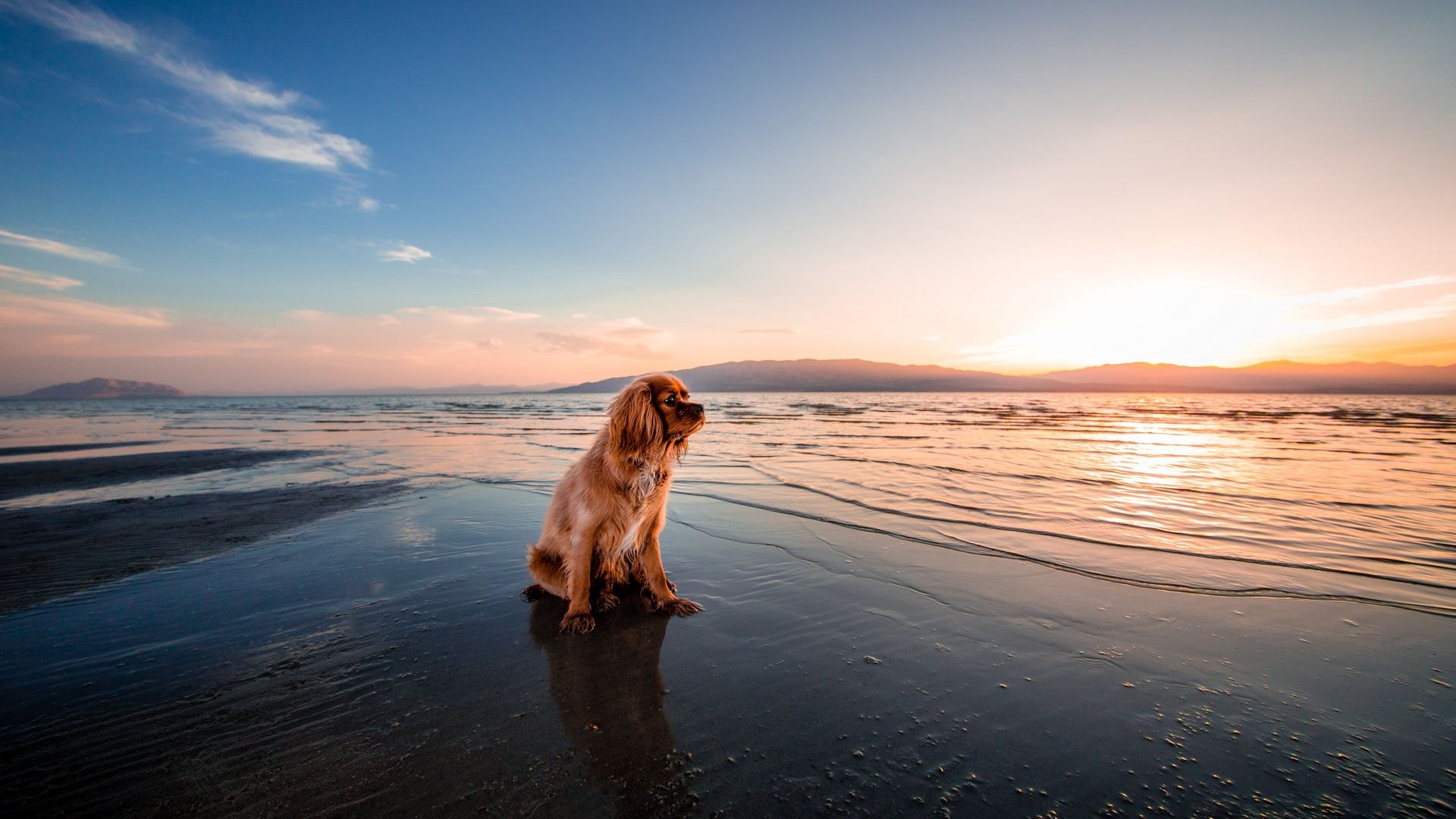 Dog On The Beach free pic