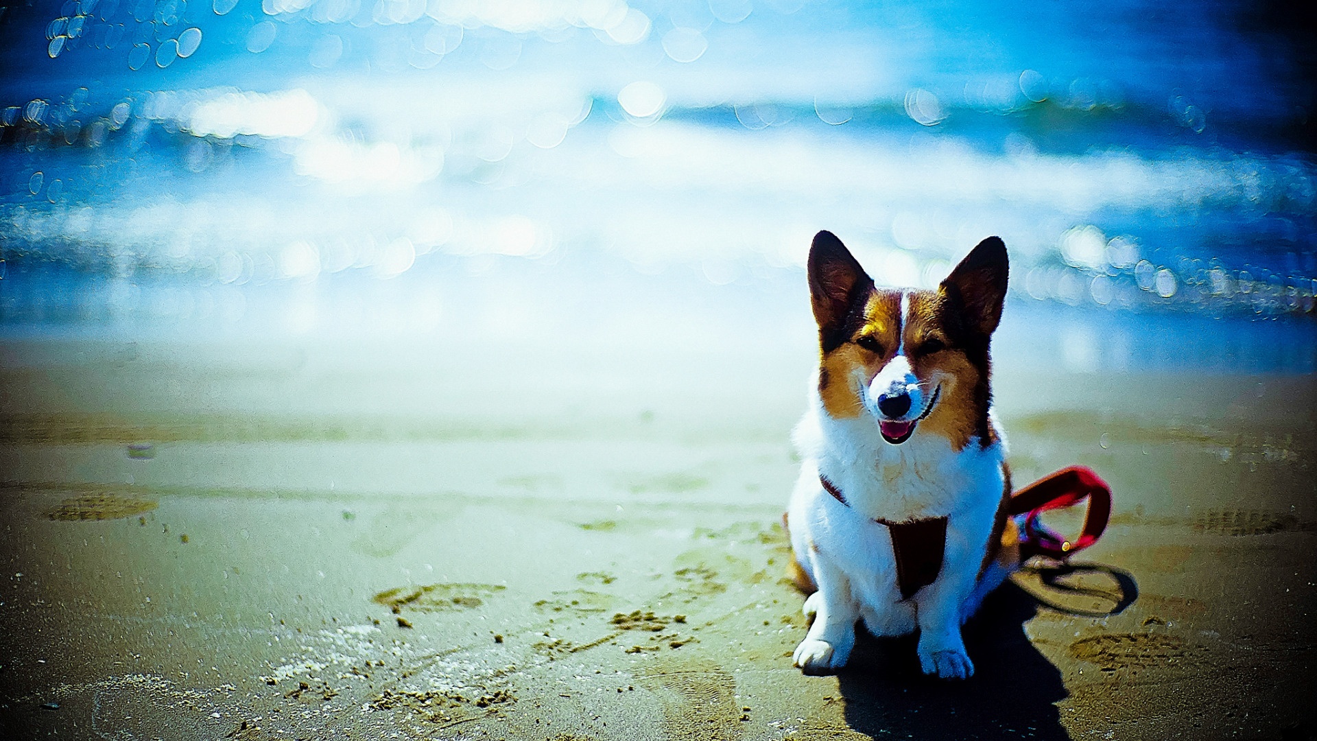 Dog On The Beach free photo