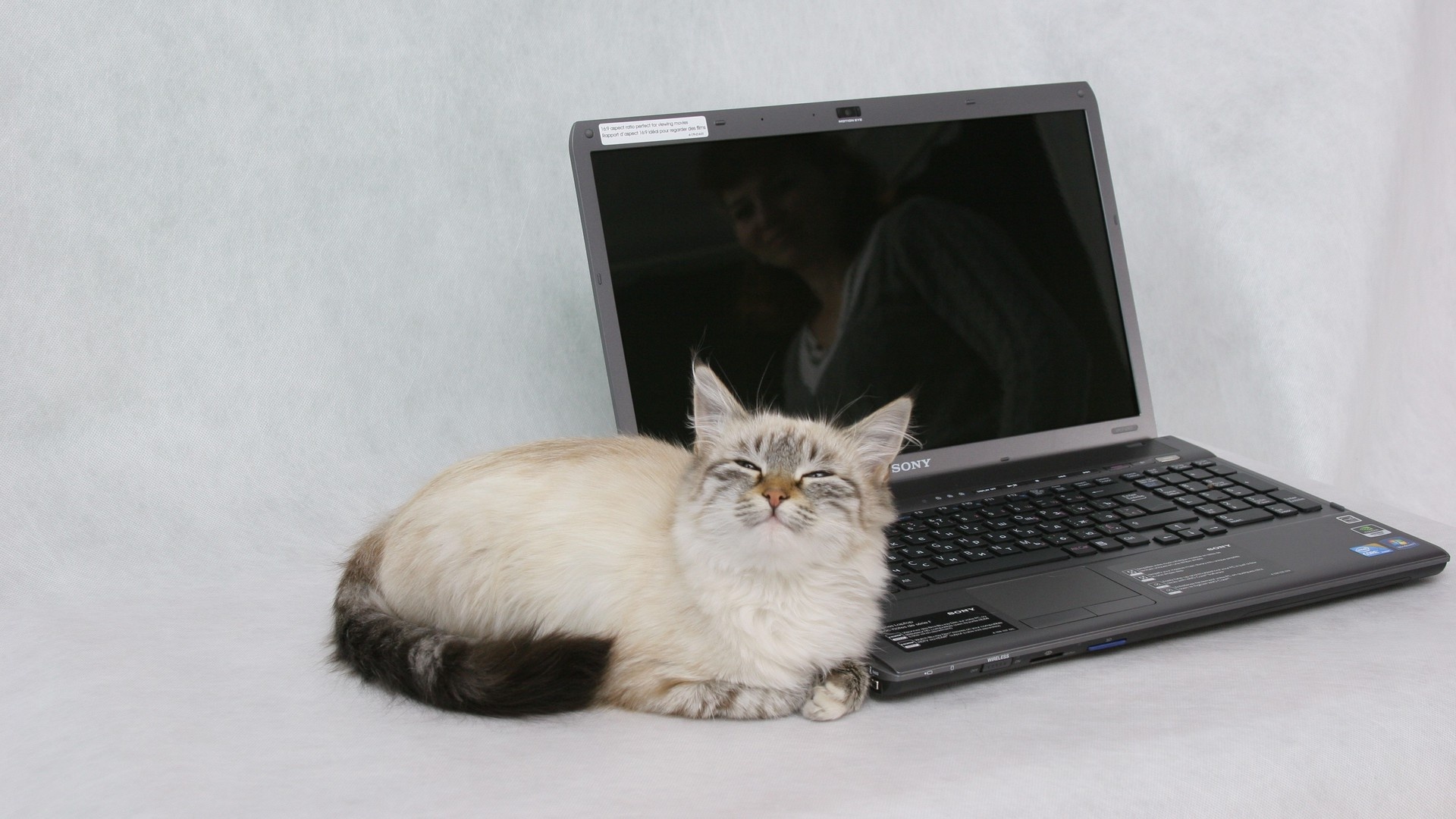 Cat Relaxes computer background