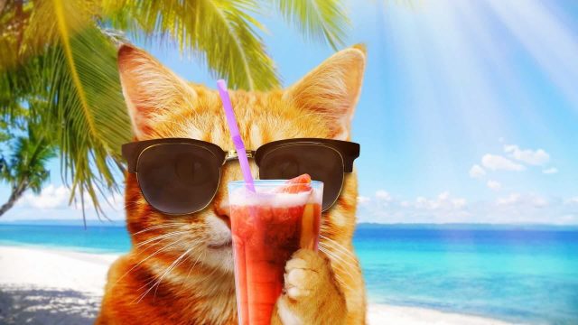 Cat Relaxes Wallpapers - Wallpaperboat