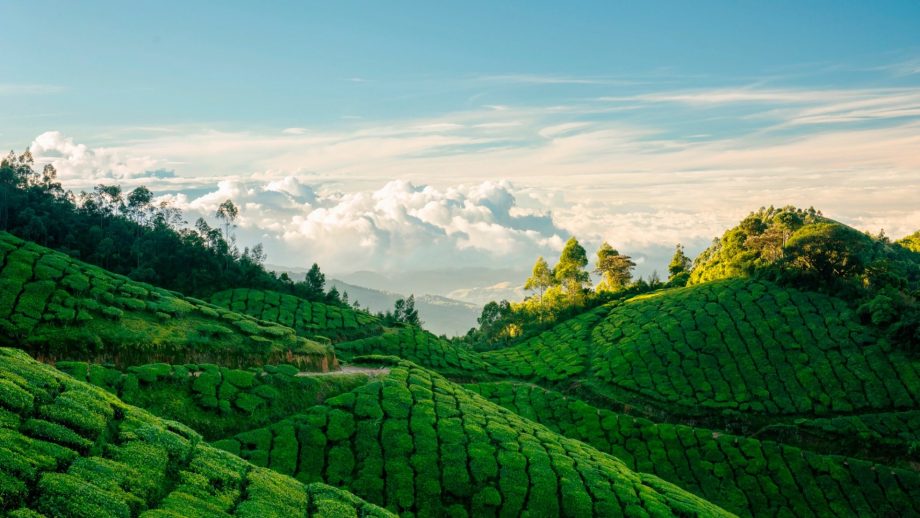 30 Tea Garden Wallpapers Wallpaperboat