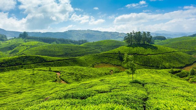 30 Tea Garden Wallpapers - Wallpaperboat