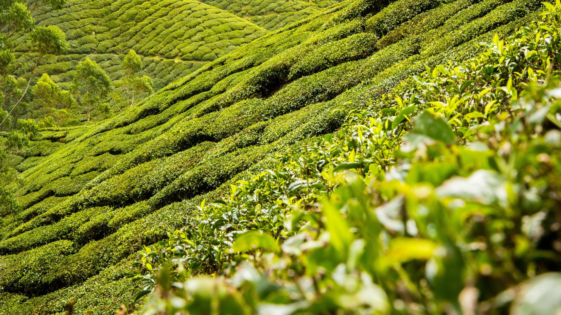 Tea Garden free wallpaper