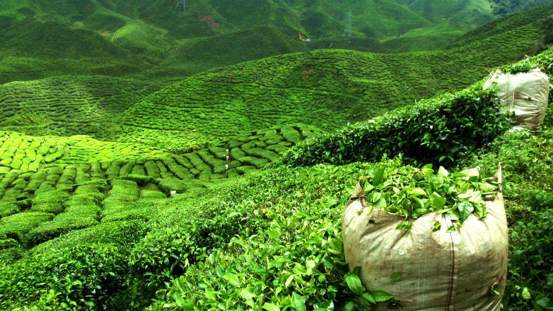 Tea Garden background wallpaper