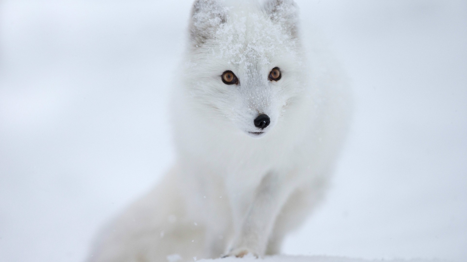 Arctic Fox laptop wallpaper