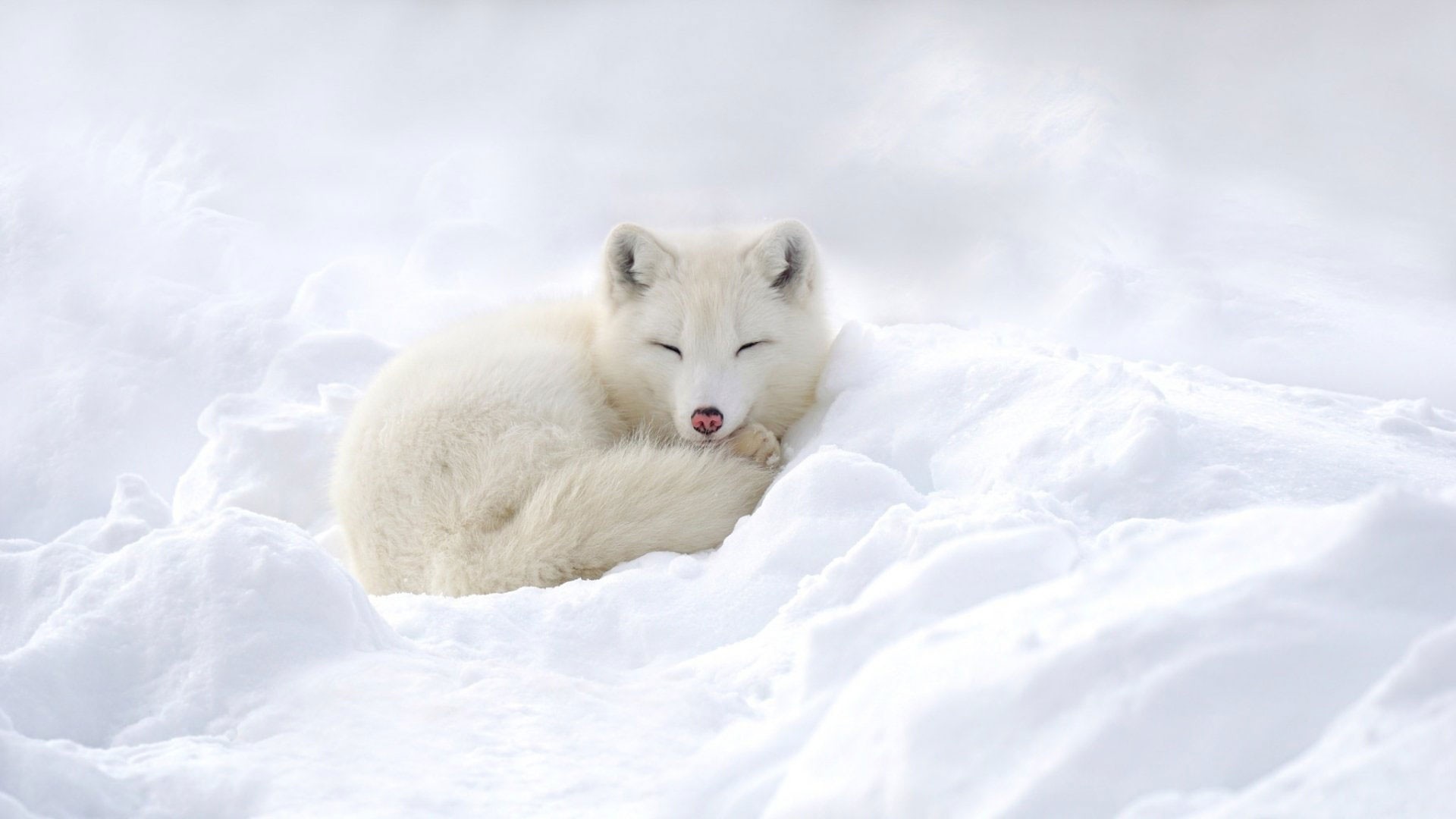 Arctic Fox background picture