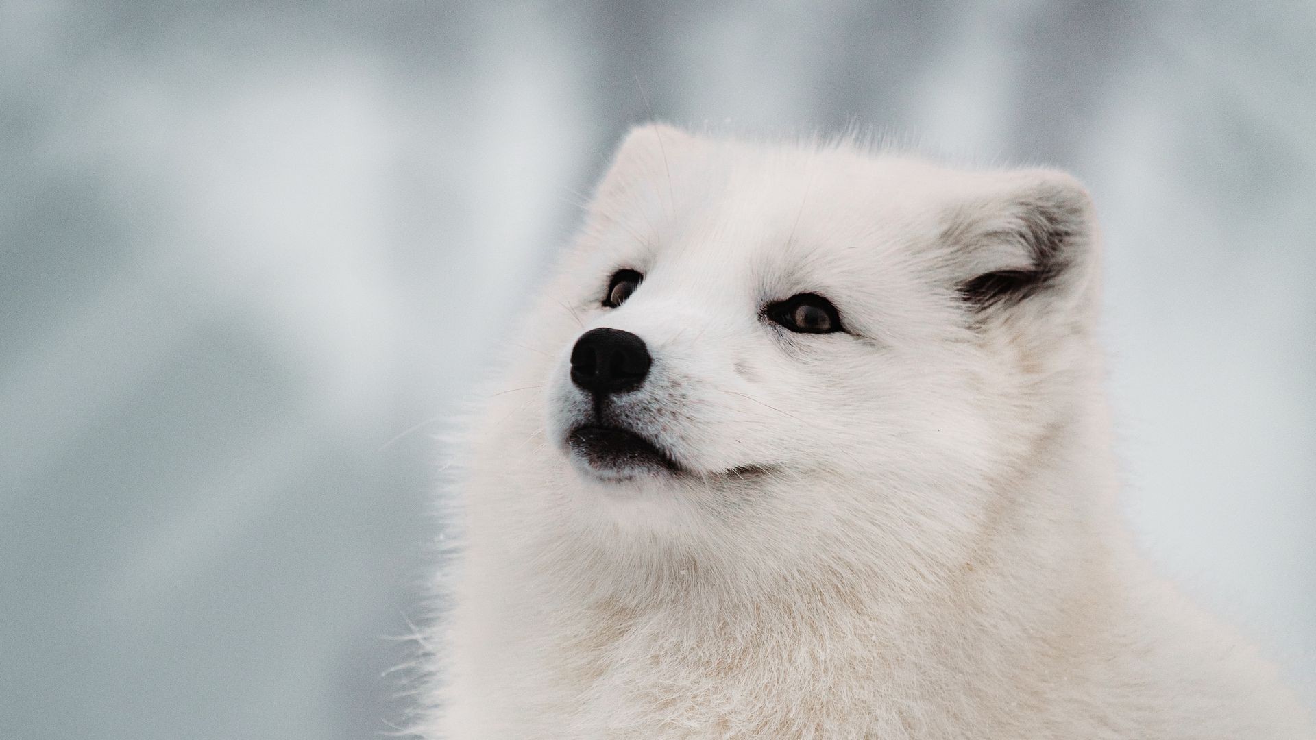 Arctic Fox hd background