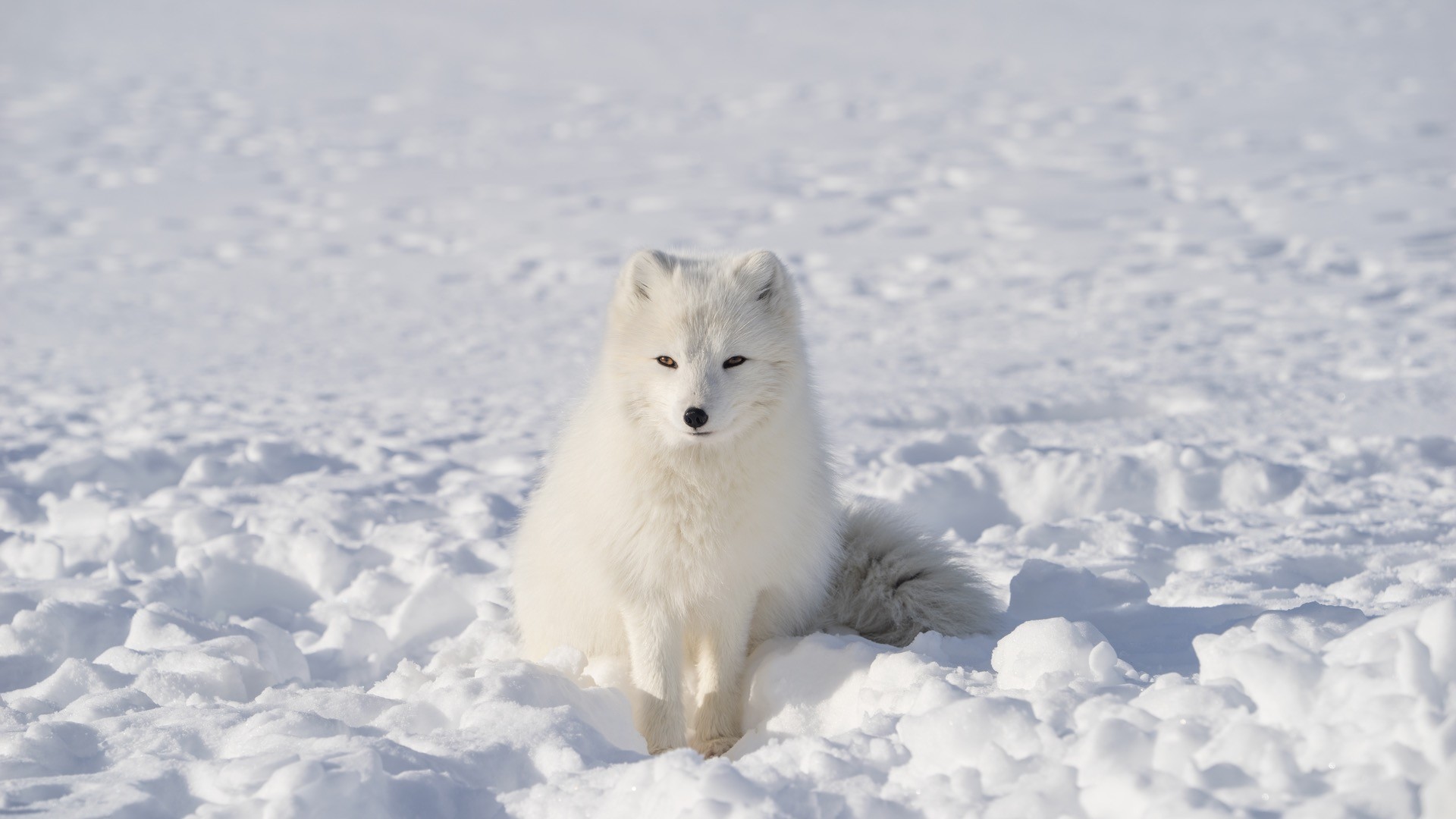 Arctic Fox free pic