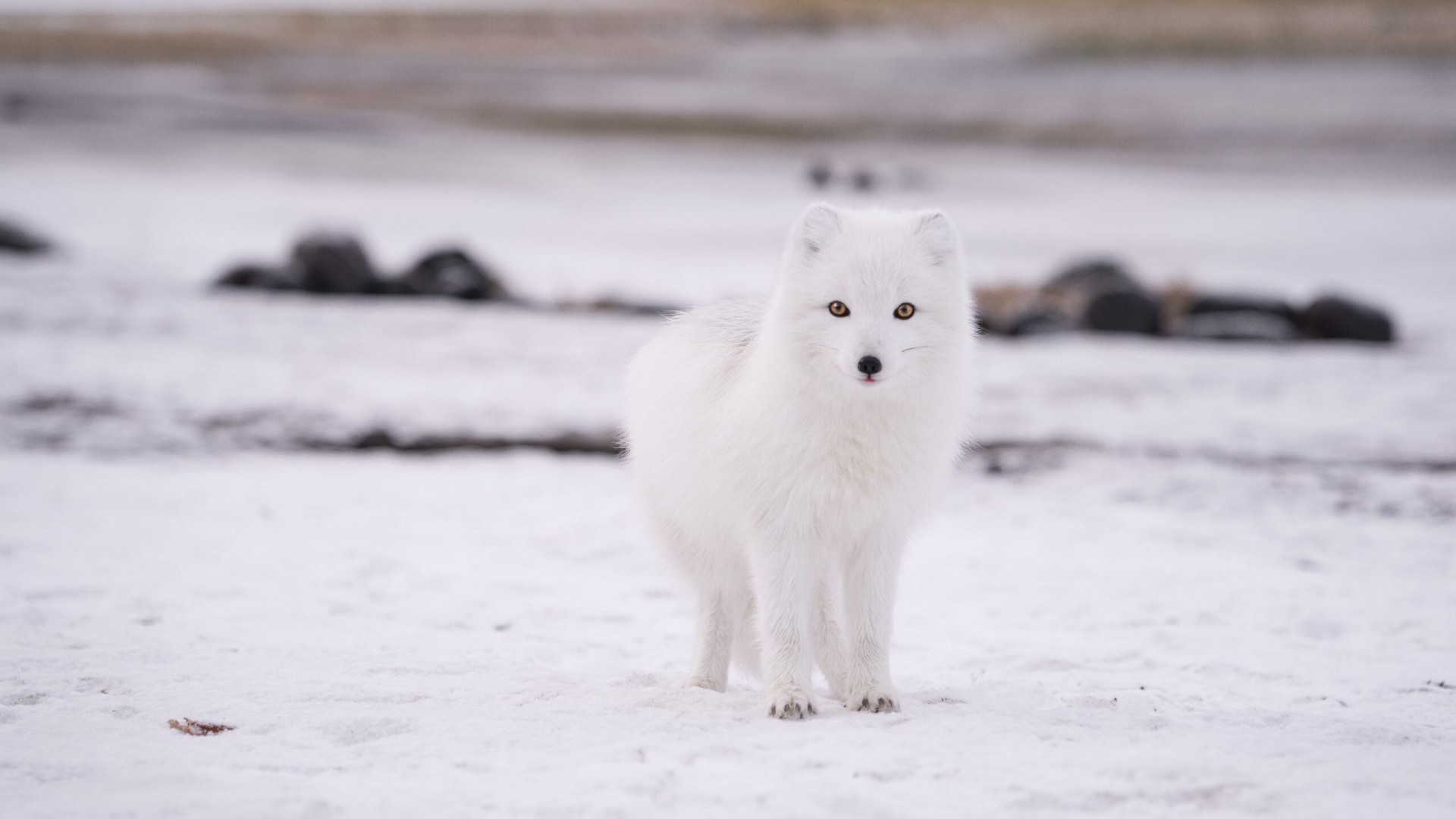Arctic Fox cool background